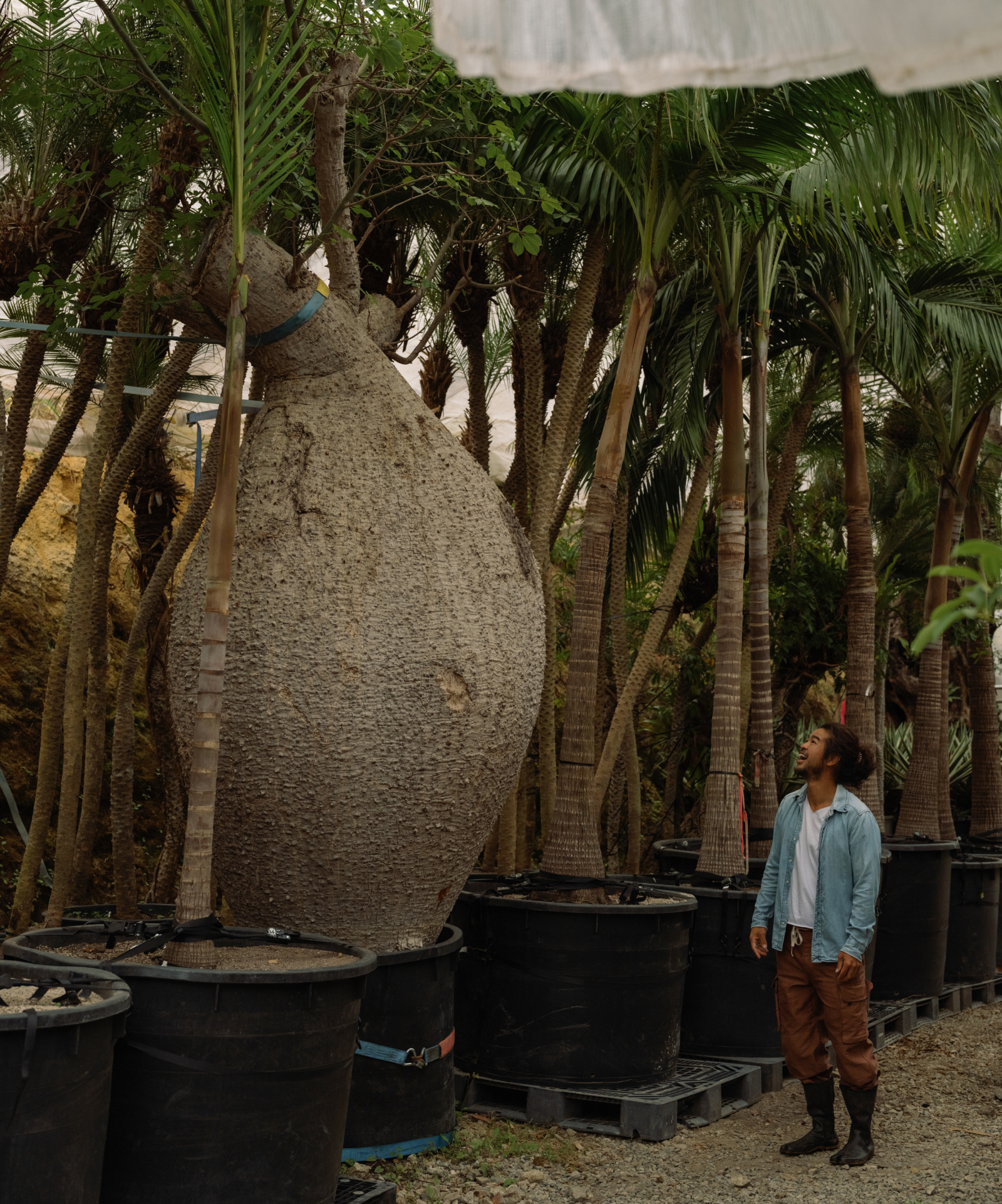 Plants + People Japan: Seijun Nishihata – ORCA
