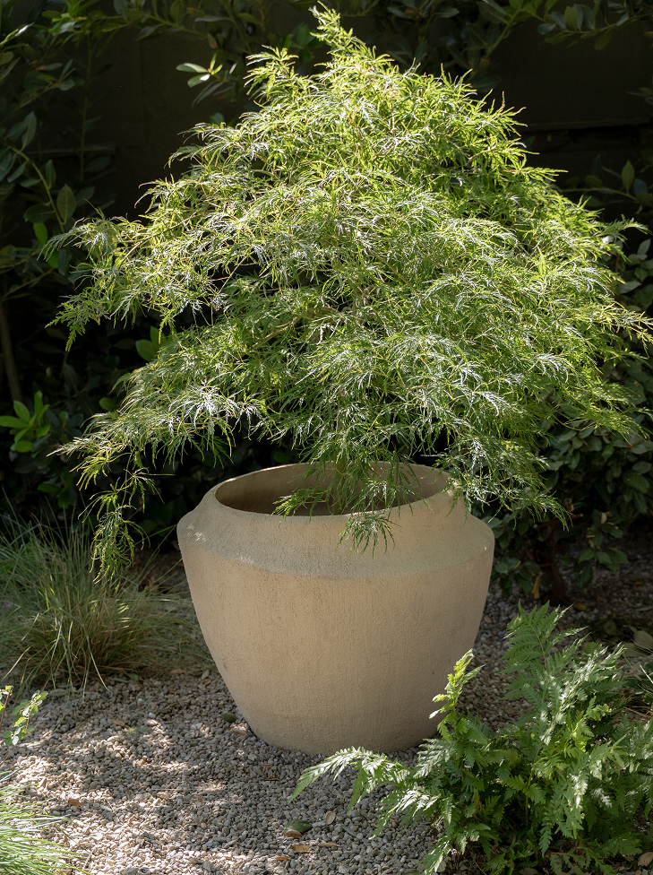 Potted plant in a garden setting with gravel and other plants.