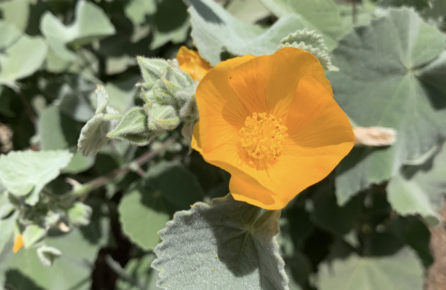 Indian Mallow