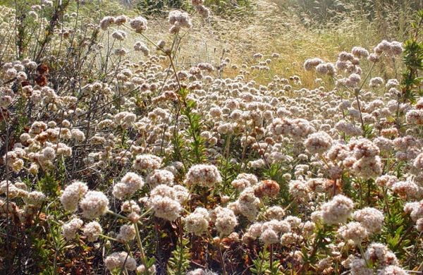 California Buckwheat