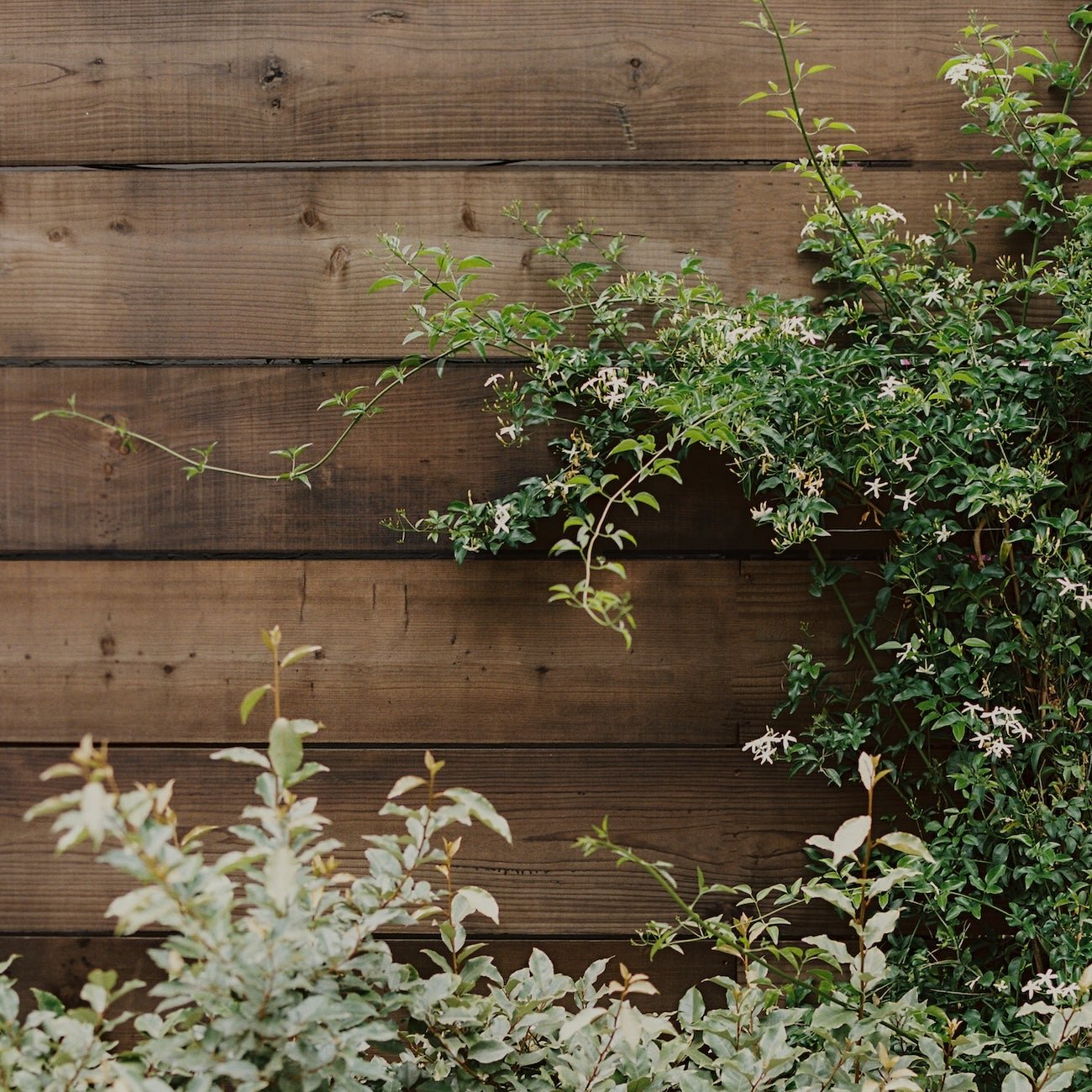 A photo of an aged wooden wall with plants in front.