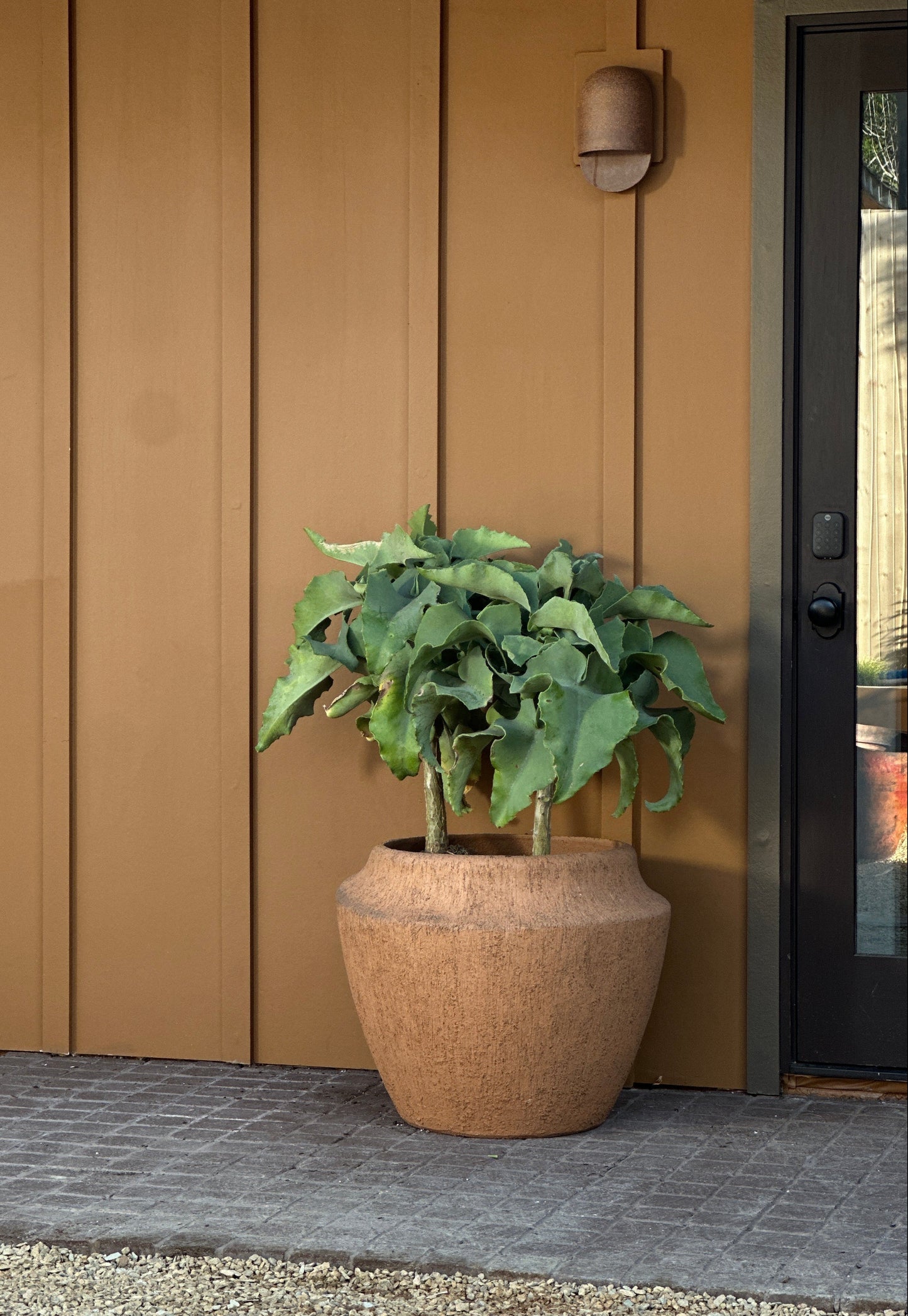 Potted plant on a porch with a brown wall and door in the background