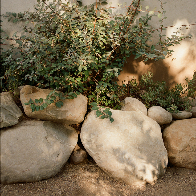 medium-large_coyote tan