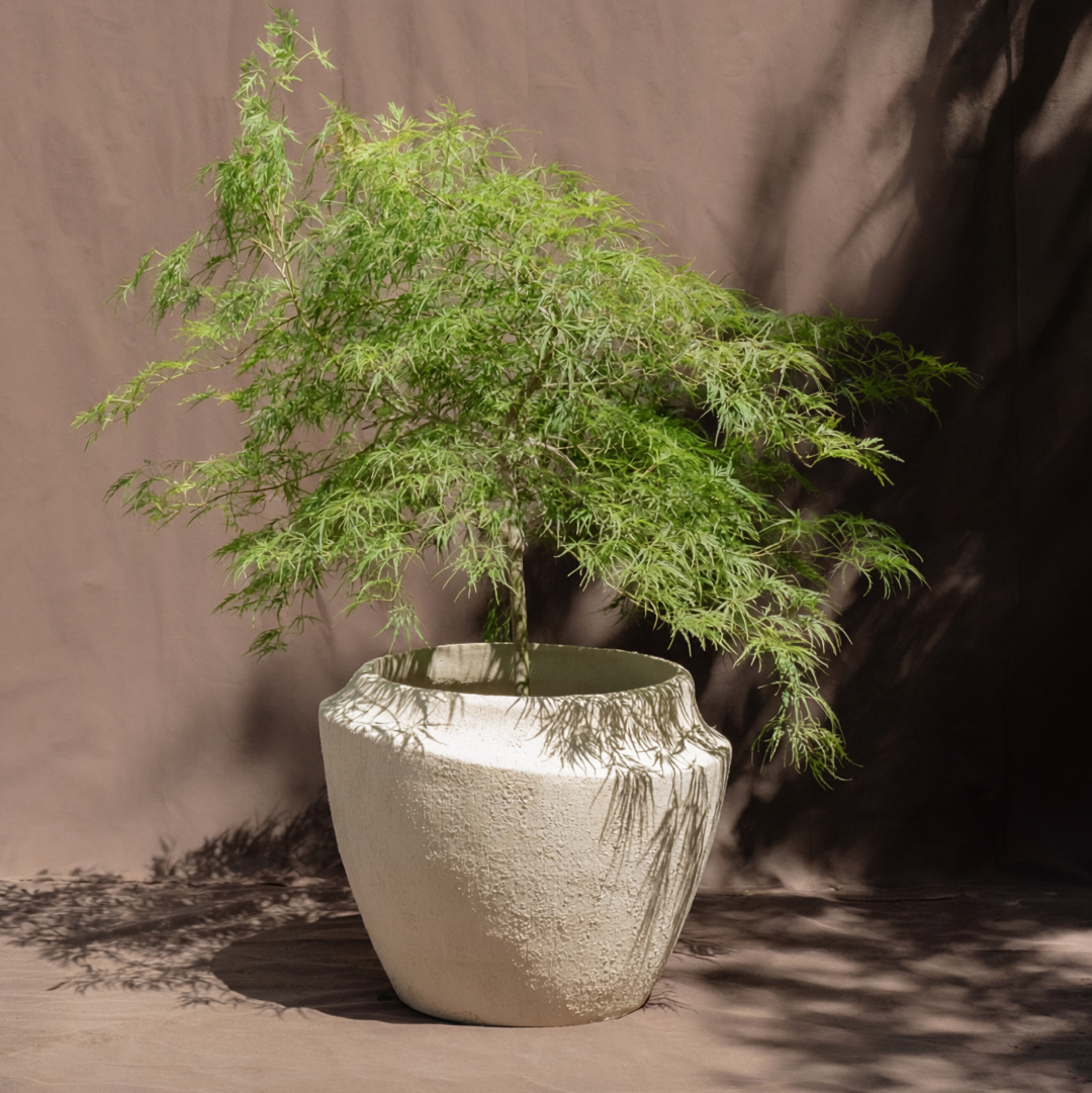 A small green tree or bonsai-style plant in a large textured off-white ceramic pot, photographed against a draped brown backdrop with strong shadows.