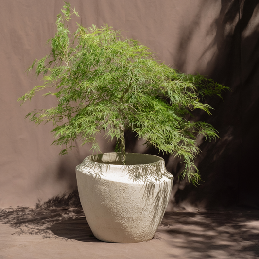 A small green tree or bonsai-style plant in a large textured off-white ceramic pot, photographed against a draped brown backdrop with strong shadows.