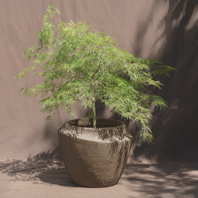 A small green tree or bonsai-style plant with delicate feathery foliage, planted in a large textured round pot, set against a plain taupe backdrop with soft shadows.