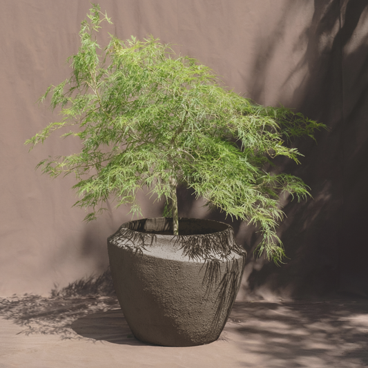 A small green leafy plant in a large textured dark gray pot, set against a warm brown backdrop with soft shadows.