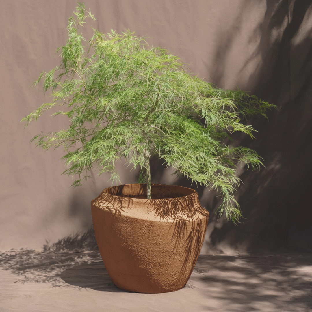 A small green leafy plant in a textured brown planter, photographed against a draped taupe backdrop with soft shadows cast across the scene.
