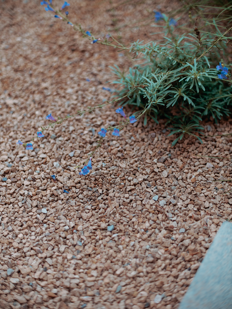 Small blue flowers on a bed of 3/8"moth crushed stones with greenery in the background