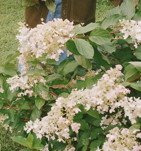 White flowers with green leaves on a blurred background