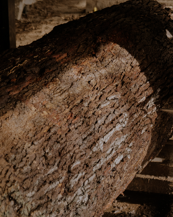 Unearthing: Wood with Cambium